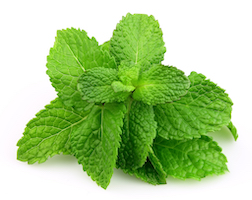 Mint leaves on white background. Menthol comes from mint and provides pain relief