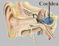 Running is good for your hearing