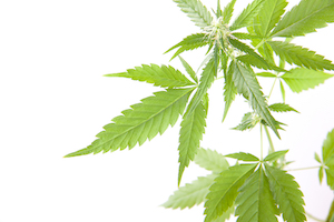 Industrial Hemp Leaves on white background