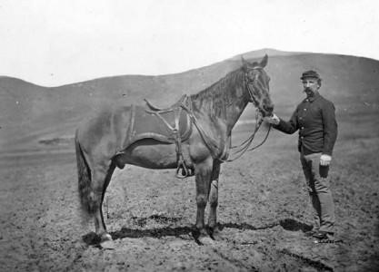 comanche-horse