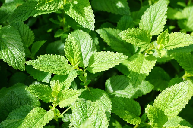 peppermint-oil-health-benefits