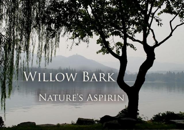 willow-bark-aspirin-pain