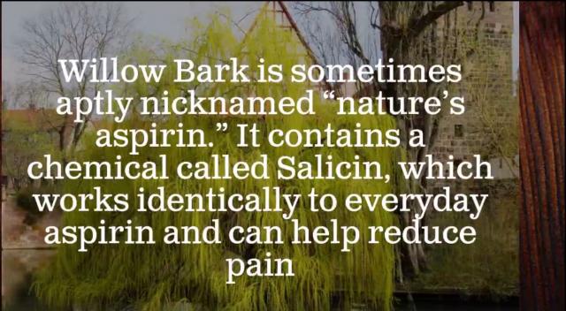 Willow Bark can reduce pain