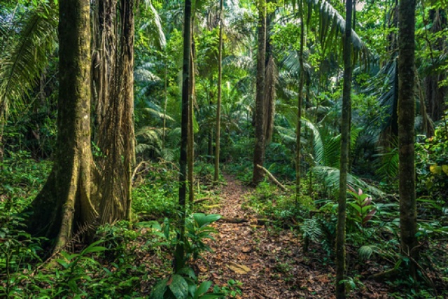Peruvian Jungle Ultra Marathon