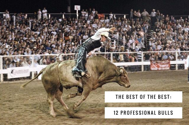 12-Best-Professional-Bulls