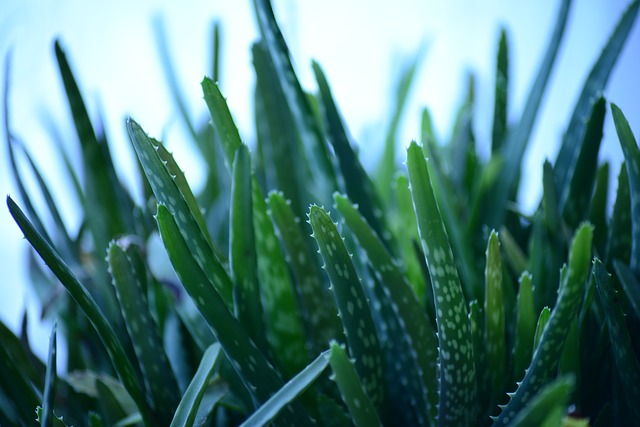 Aloe vera-relieves-hand-pain