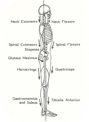 ones alignment can effect snapping hip syndrome pain