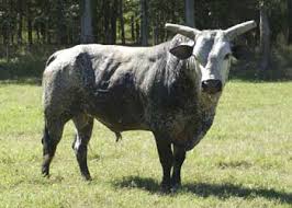 blueberry-wine-bull-bull-riding