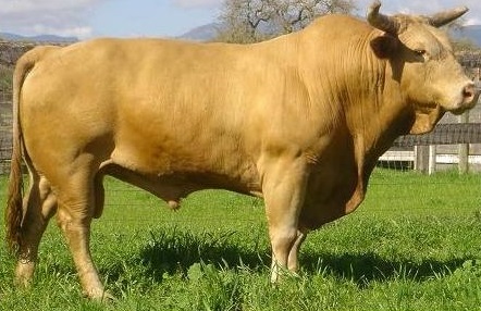 bodacious-bull-bull-riding