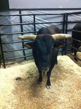 asteroid-bull