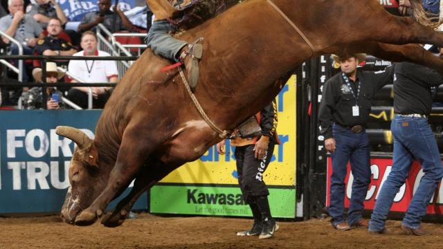 bushwacker-bull
