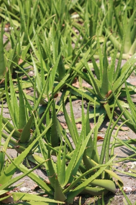 Aloe-reduces-chronic-pain