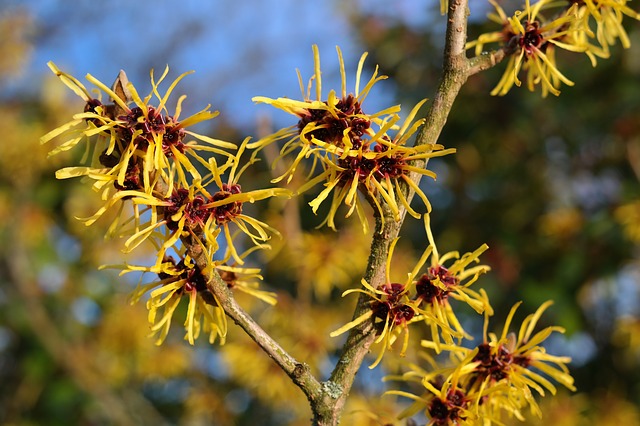 witch-hazel-reduces-chronic-pain