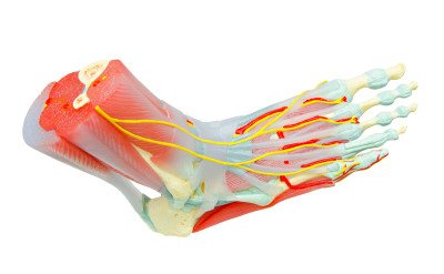 foot-blood-flow