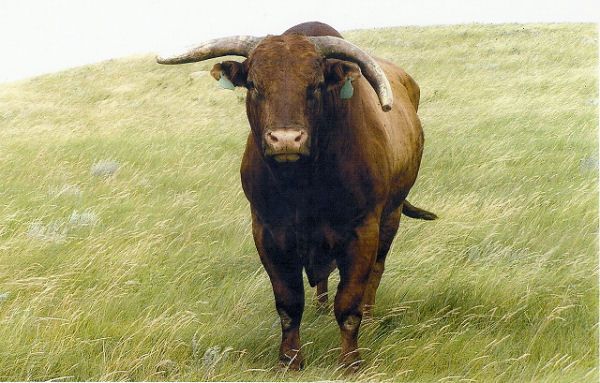 little-yellow-jacket-bull