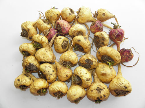 maca-running