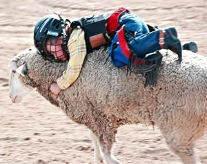 mutton-bustin