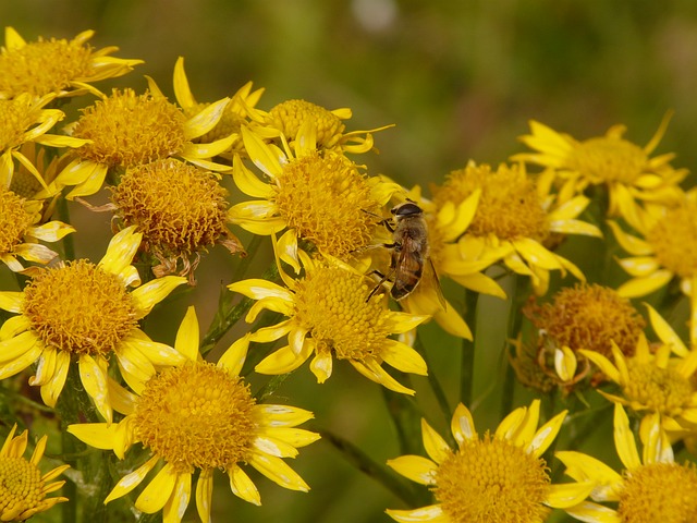 arnica-relieves-hand-pain