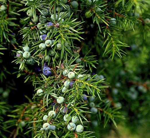 juniper-berries-relieve-hand-pain