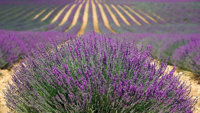 Lavender-oil-relieves-hand-pain