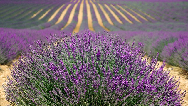 Lavender-oil-relieves-hand-pain