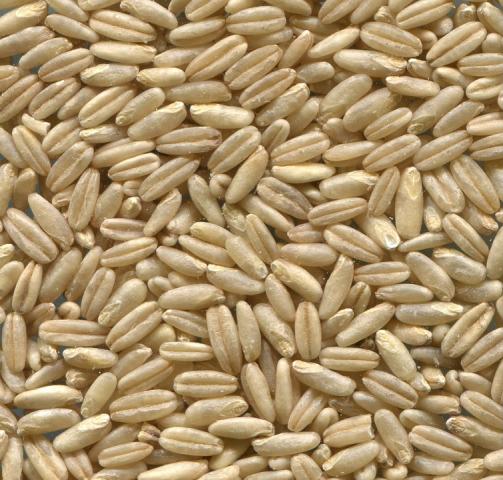 oats-running