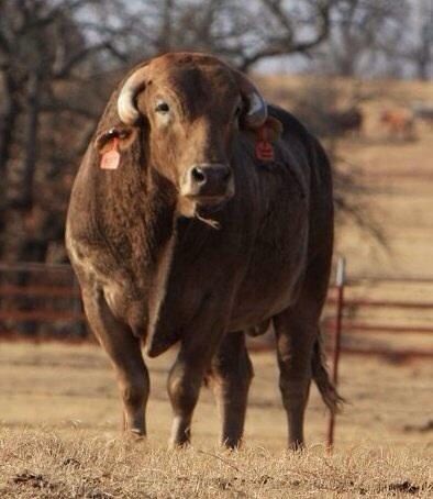 smackdown-bull