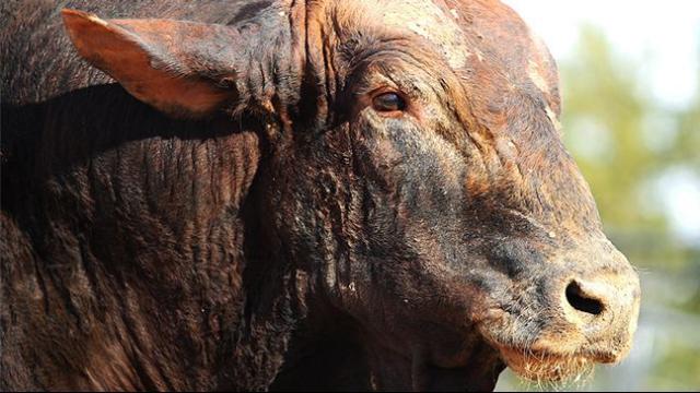 super-duty-bull