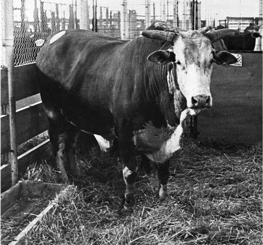 tornado-bull