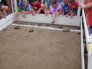 turtle-racing