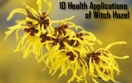 health-applications-of-witch-hazel