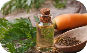 Carrot Seed Oil has many benefits 