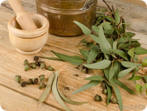 Eucalyptus oil has many healing properties