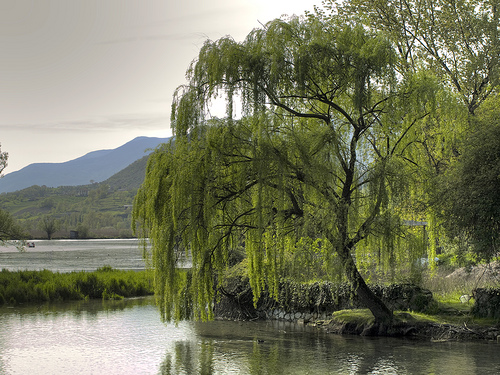 willow bark can ease pain