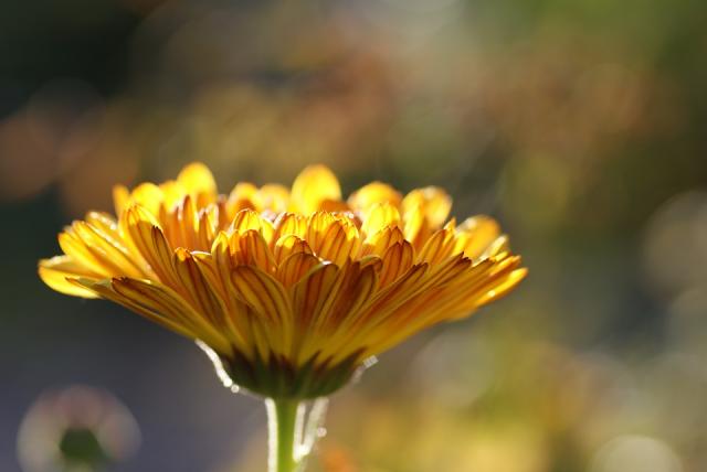calendula can ease pain