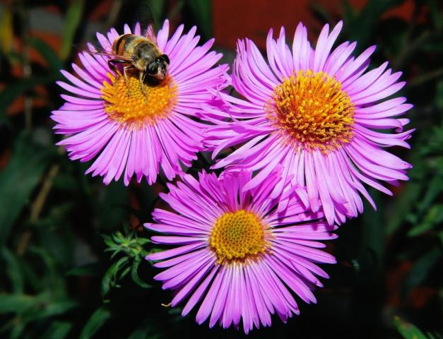 chamomile-tea-hands-benefits