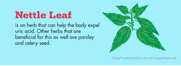 nettle leaf can reduce gout pain